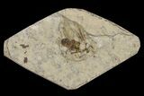 Fossil March Fly (Plecia) - Green River Formation #154514-1